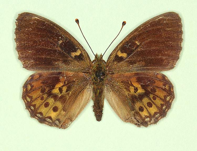 Argynnis aglaja female (aberrant form emilia) (Internet Image property of respective owner, non-commercial use only)